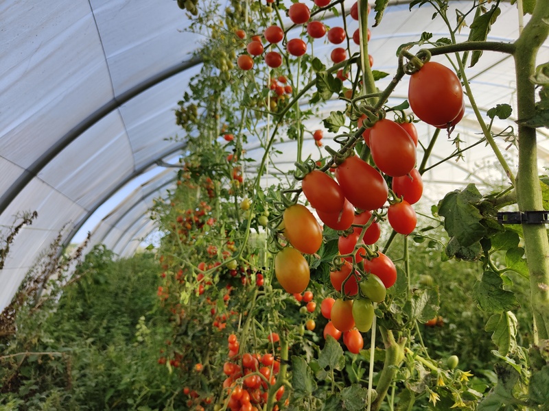 Tomates ecológicos madurando en rama en huerta de Tarazona