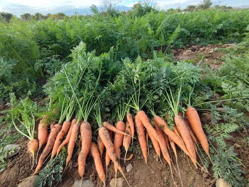 Zanahorias ecológicas recién arrancadas de la tierra en Tarazona