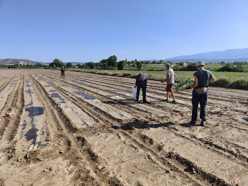Labores de siembra y cultivo ecológico en las tierras de ecoLombana