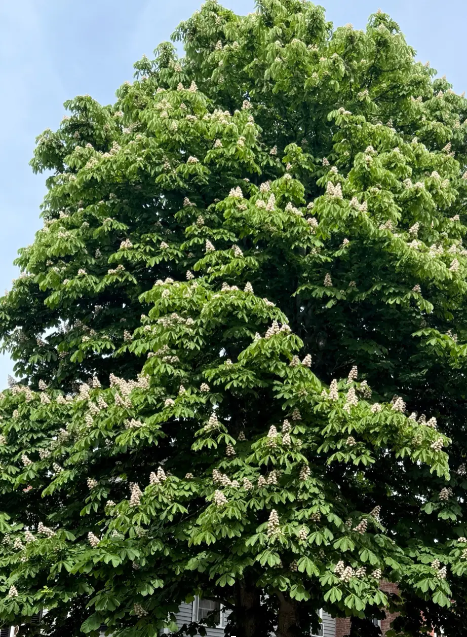 Cutting Down Trees in the Port: Does Anyone Care?