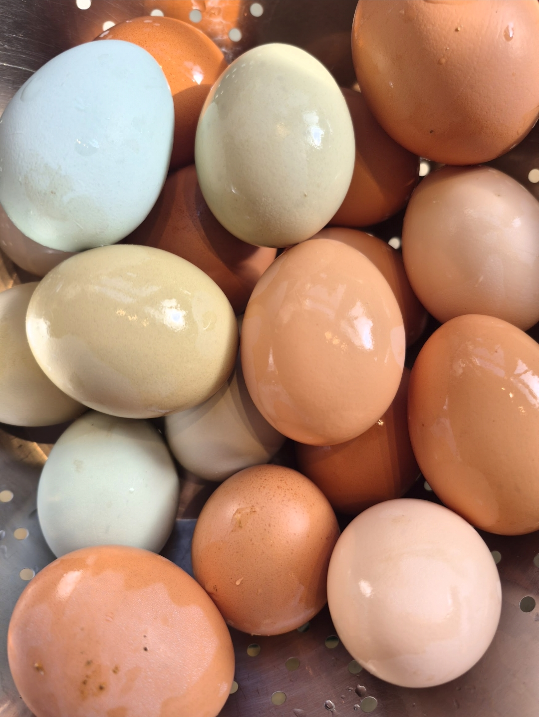 Farm-fresh pasture-raised eggs in varied natural shell colors at Heinsohn Farms