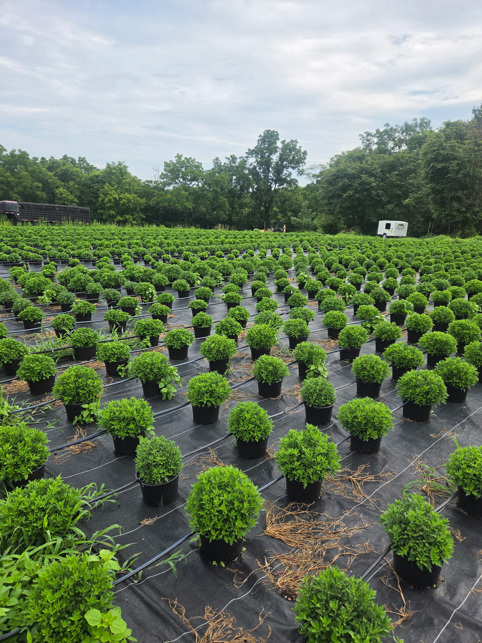 Potted plant production rows at Heinsohn Farms ready for wholesale and retail customers