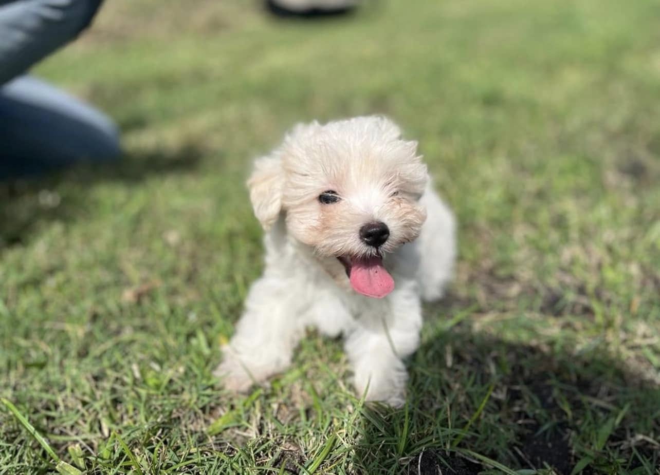 Adorable little white puppy playing happily in the grass on the farm
