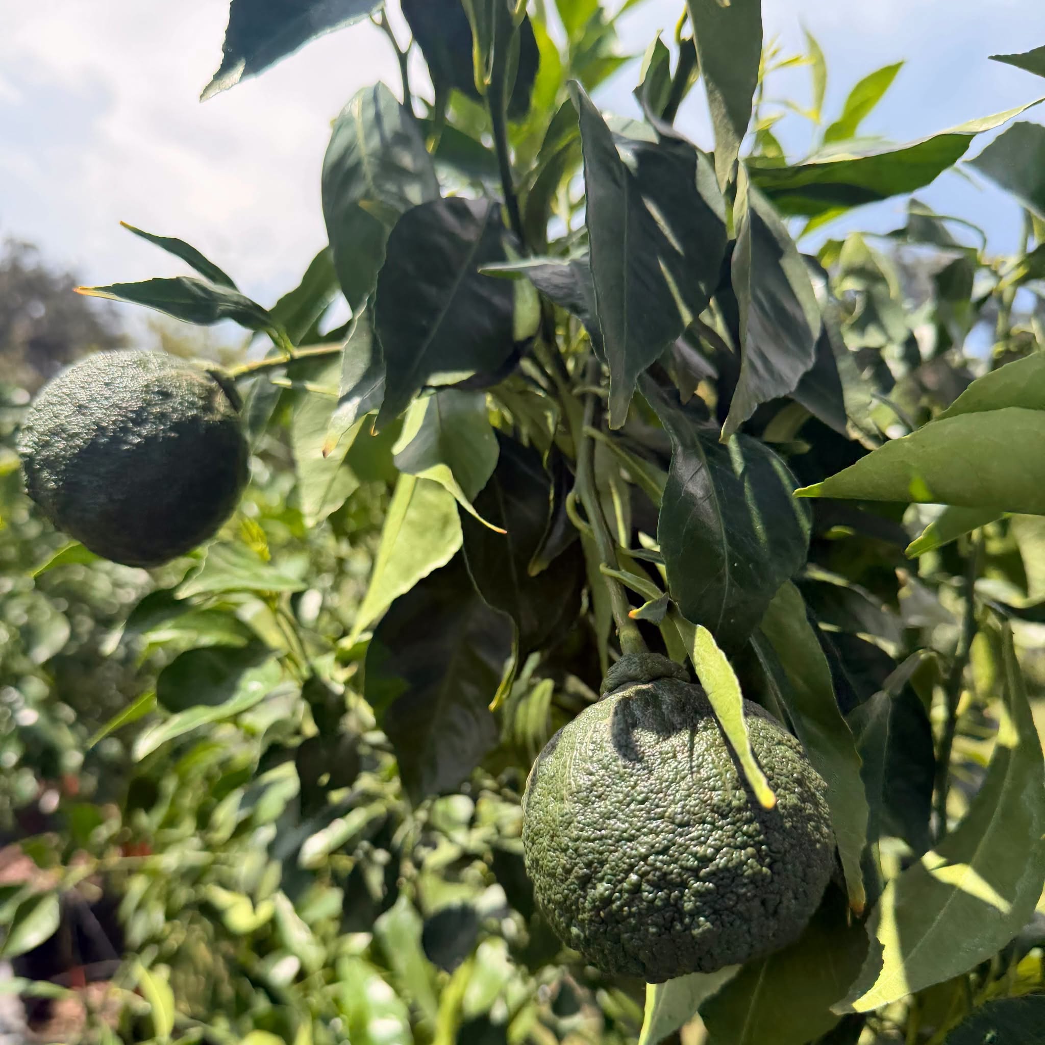 Rough-skinned green heirloom citrus fruit ripening on tree branch in nursery