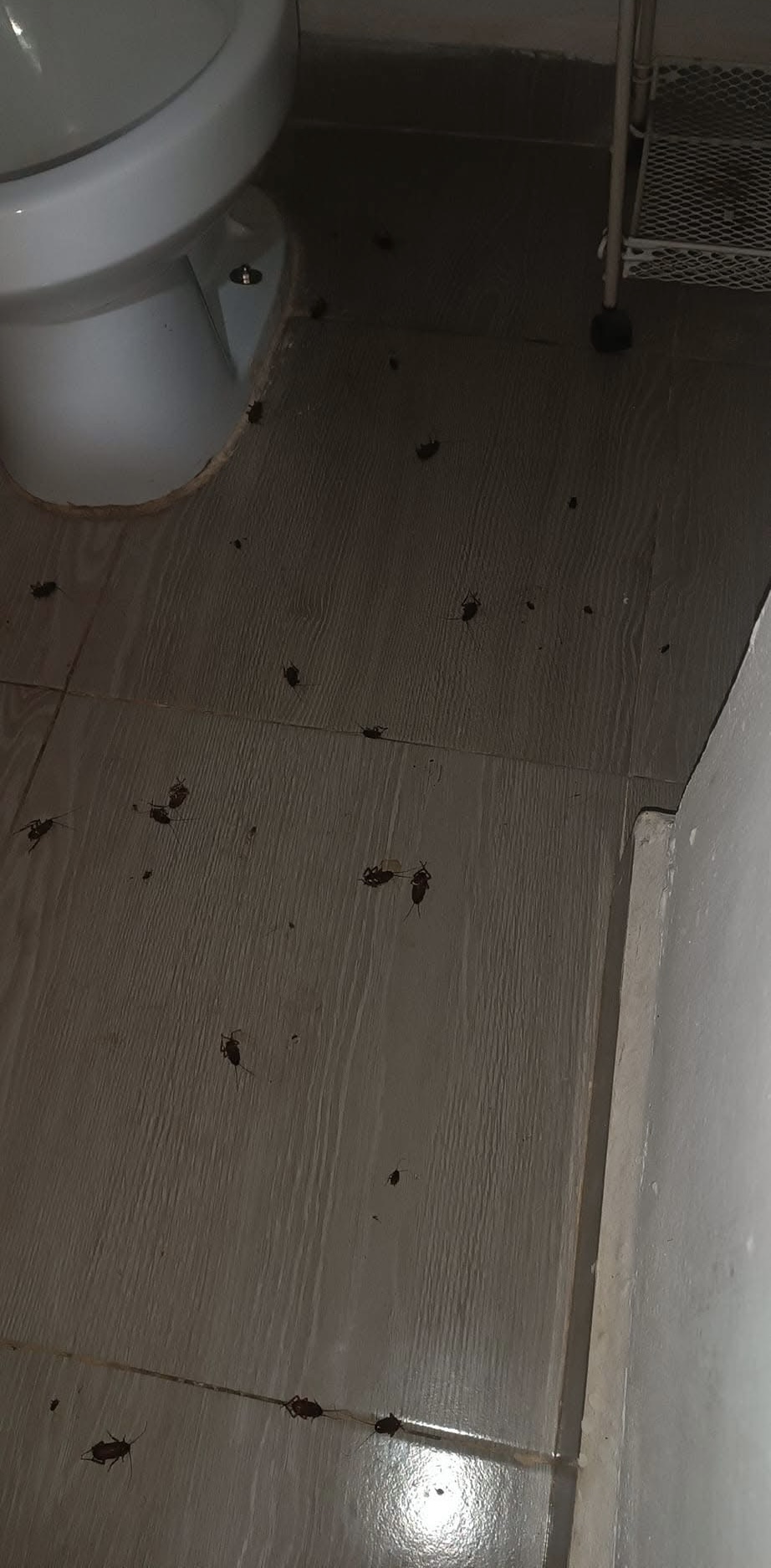 Interventie Noxikil kakkerlakkenbestrijding — vloer en sanitair