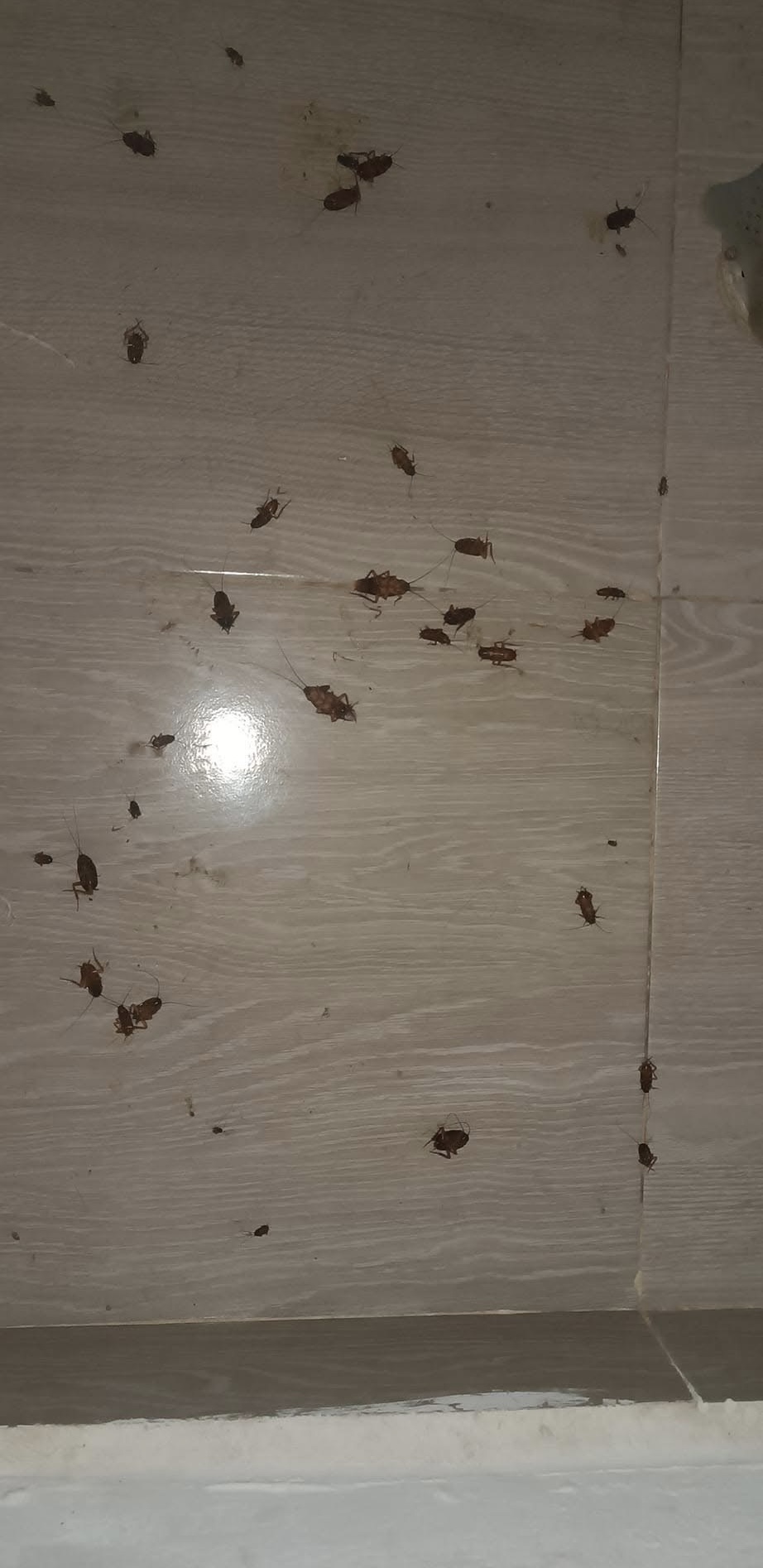 Interventie Noxikil kakkerlakkenbestrijding — zware besmetting wand