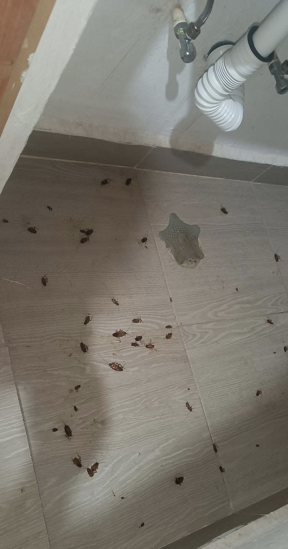 Interventie Noxikil kakkerlakkenbestrijding — onder gootsteen en afvoer