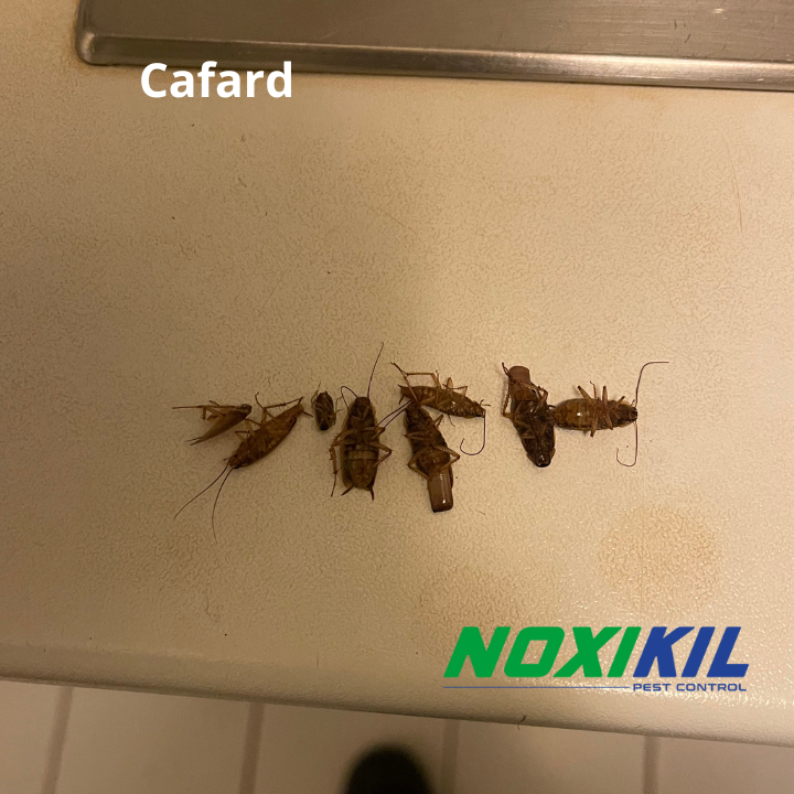 Duitse kakkerlakken aangetroffen tijdens interventie Noxikil