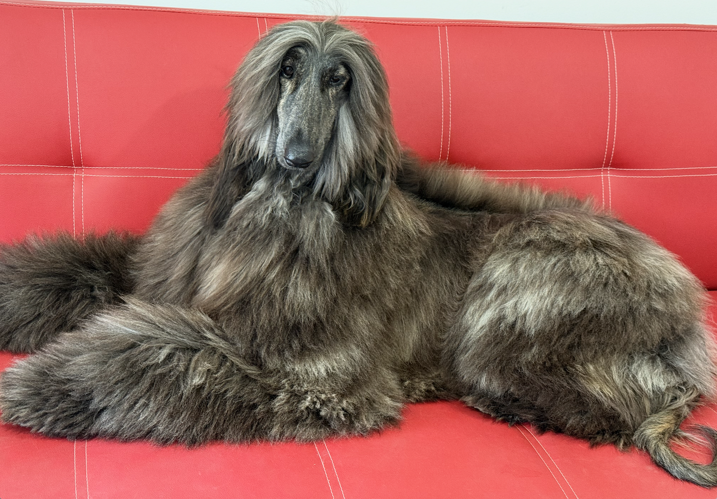 Afghan Hound resting on a red sofa — The Petpreneur Platform