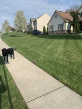 Healthy green lawn along a neighborhood sidewalk