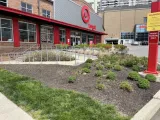 Commercial landscape bed with shrubs and mulch beside a parking lot