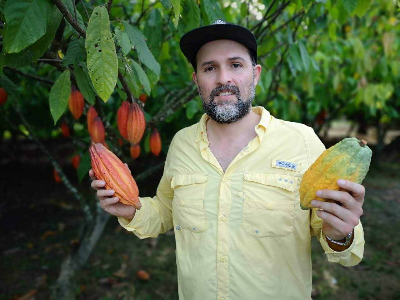 Productor de cacao sosteniendo mazorcas frescas en la plantación