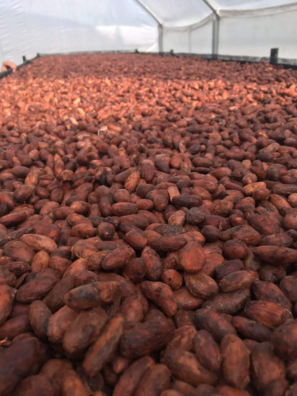 Grano de cacao real fermentado en proceso de secado natural al sol en marquesina