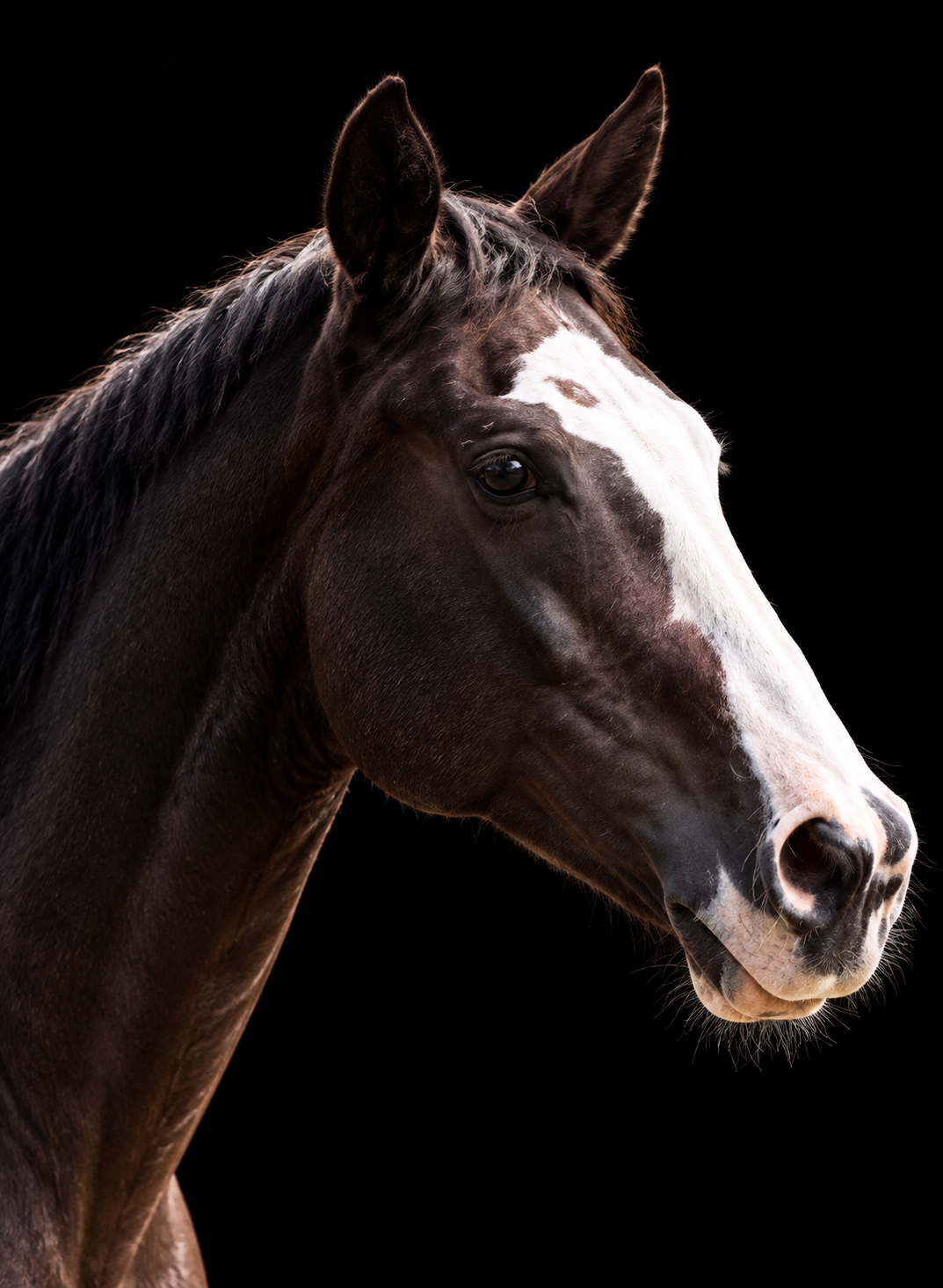 Rollo, a Paint Paint Horse
