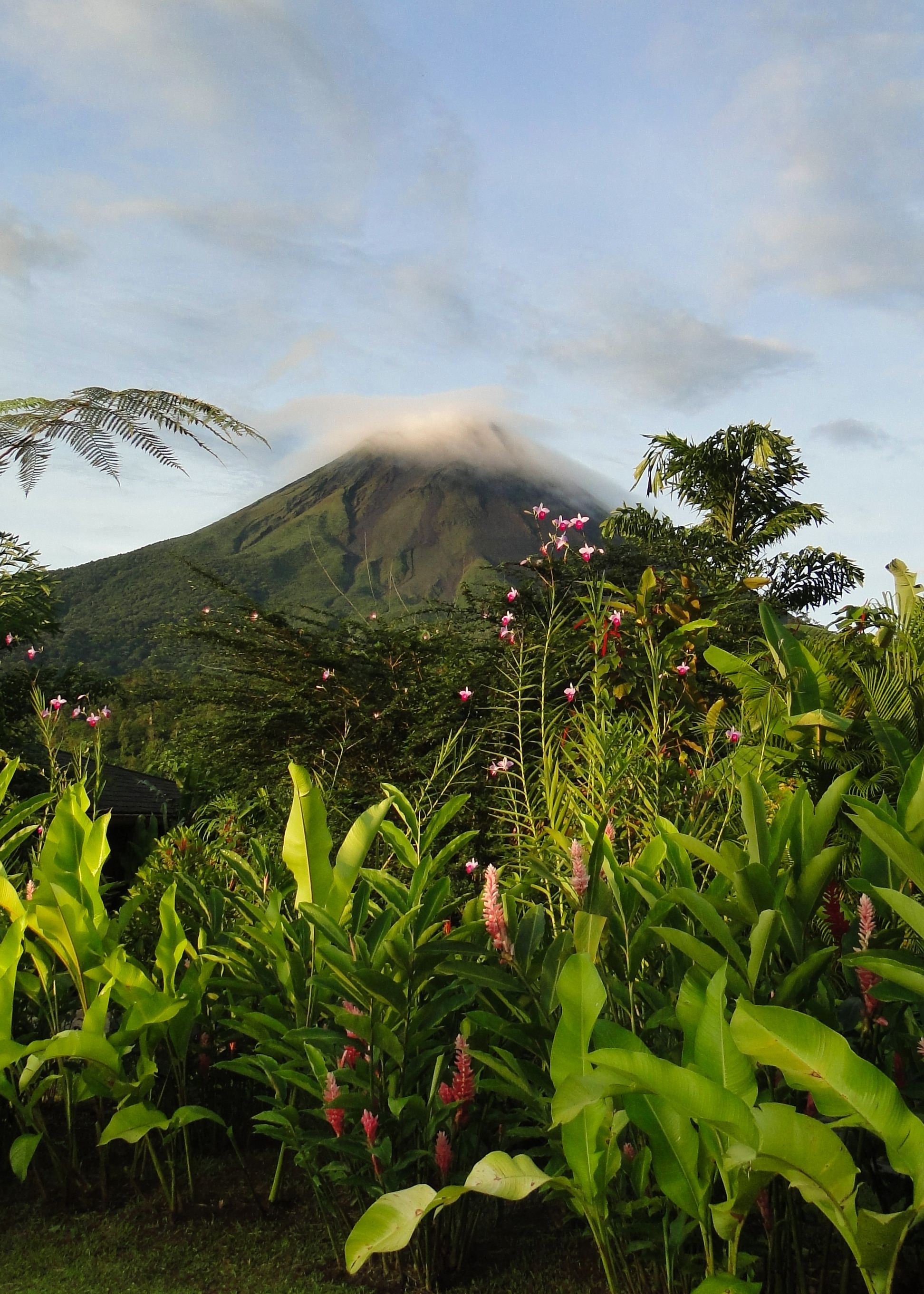 Arenal volcano towering over the rainforest canopy with a cloud plume above the peak