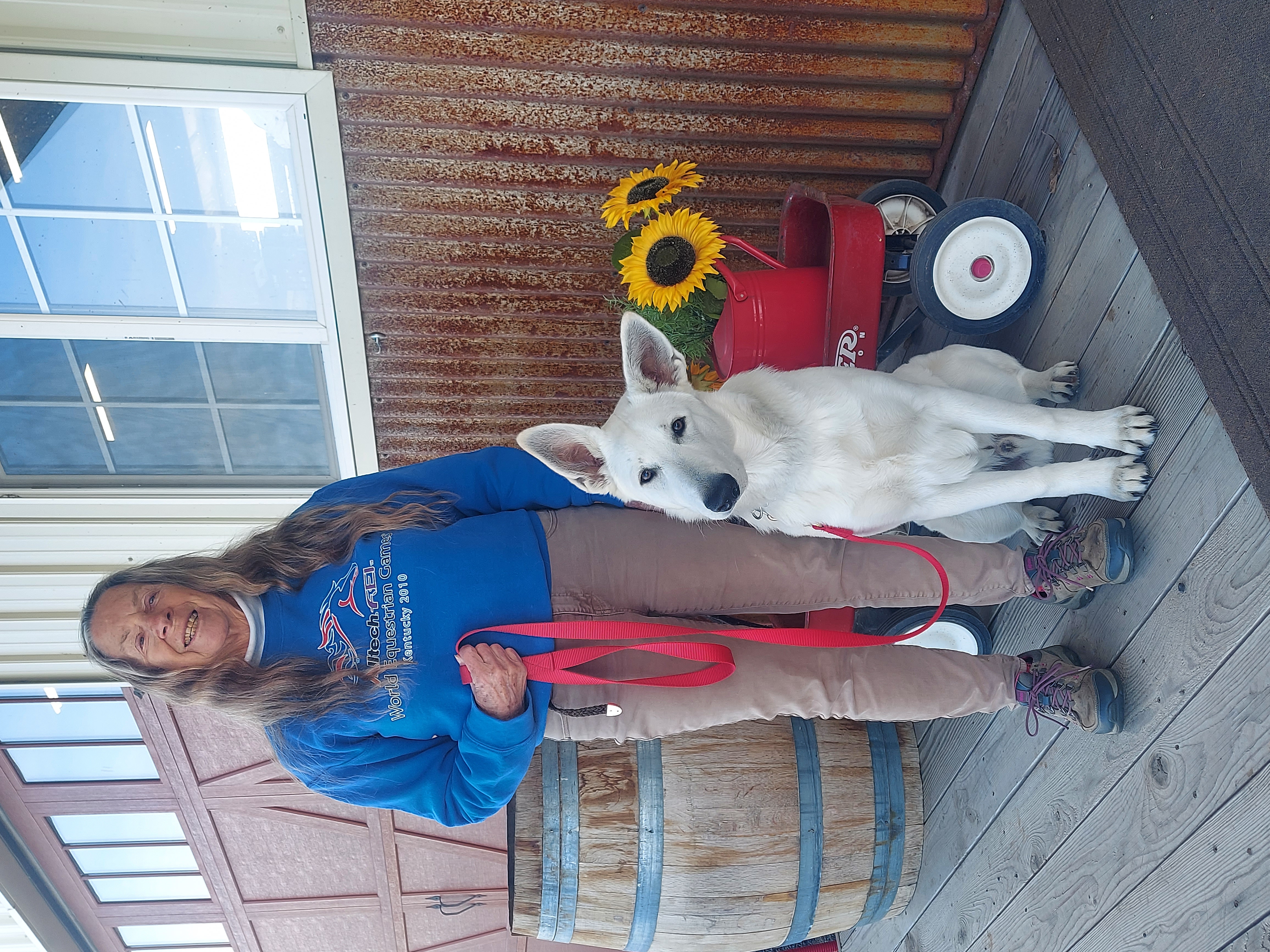Smiling woman standing with obedient white German Shepherd beside sunflower wagon