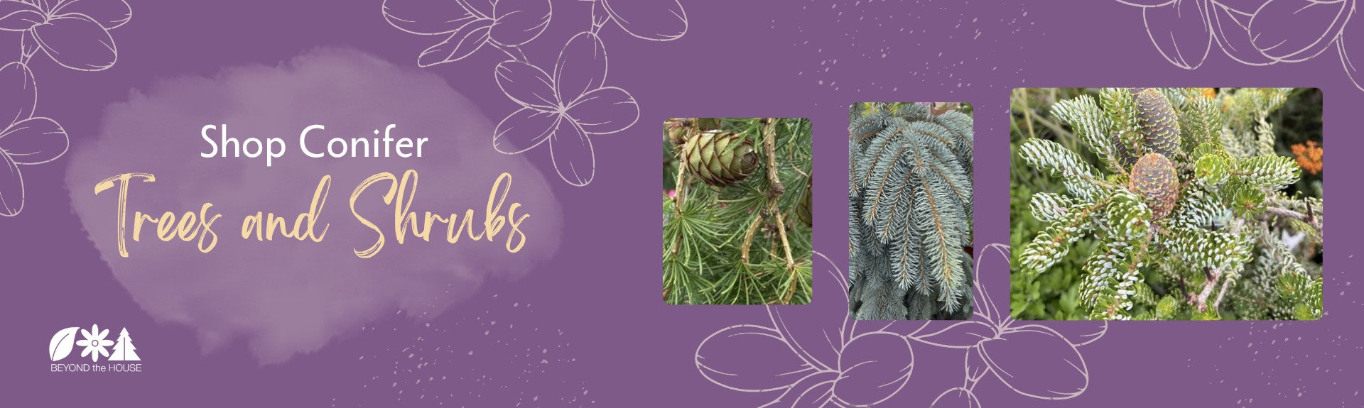 Seasonal Plants and Conifers