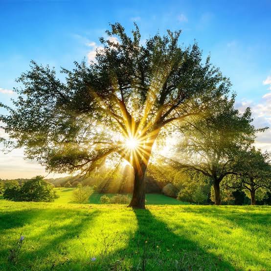 Sunlight radiating through tree canopy — Clarity and Growth