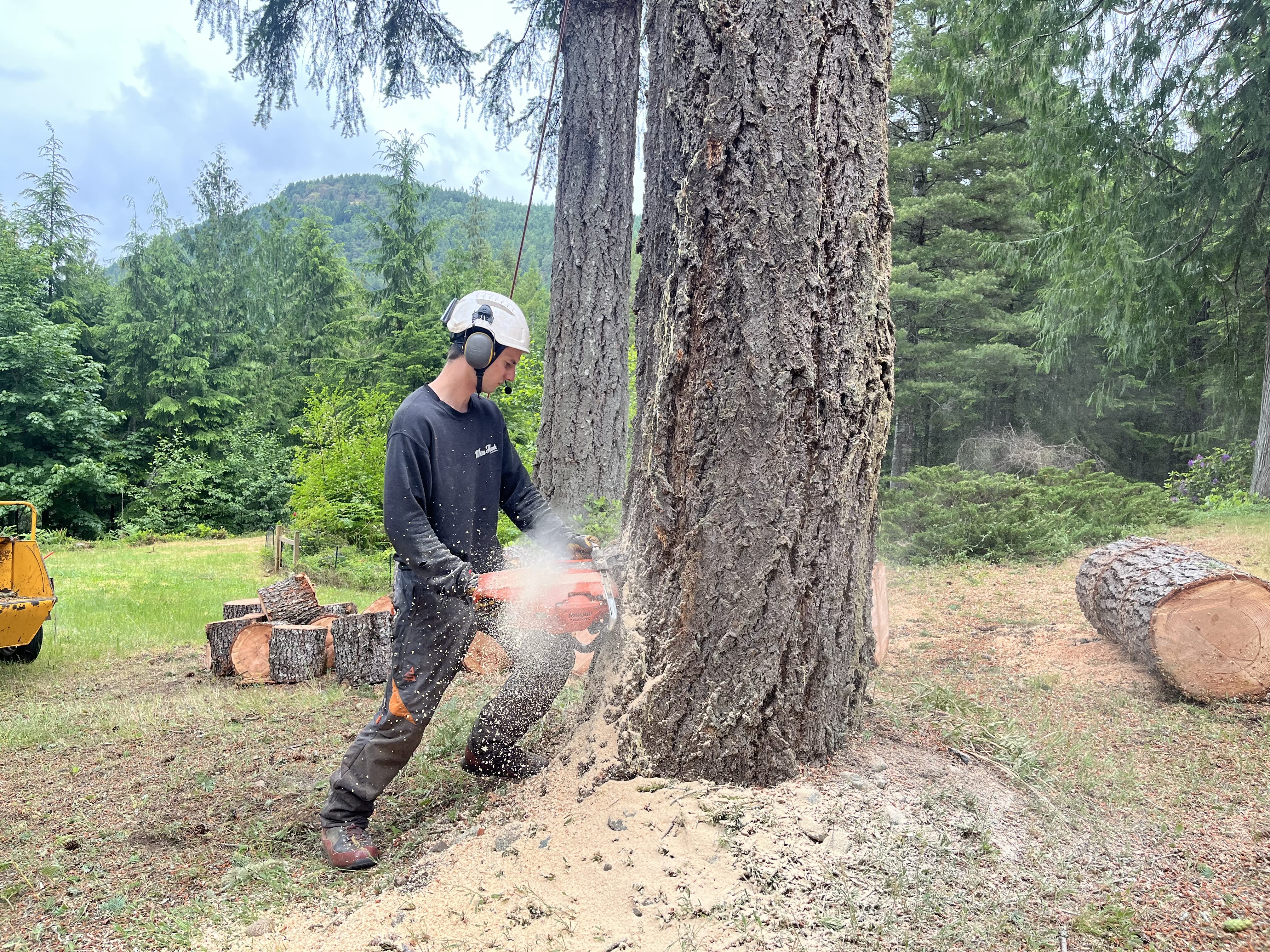 Boniface crew felling a tree on a Cowichan Valley property