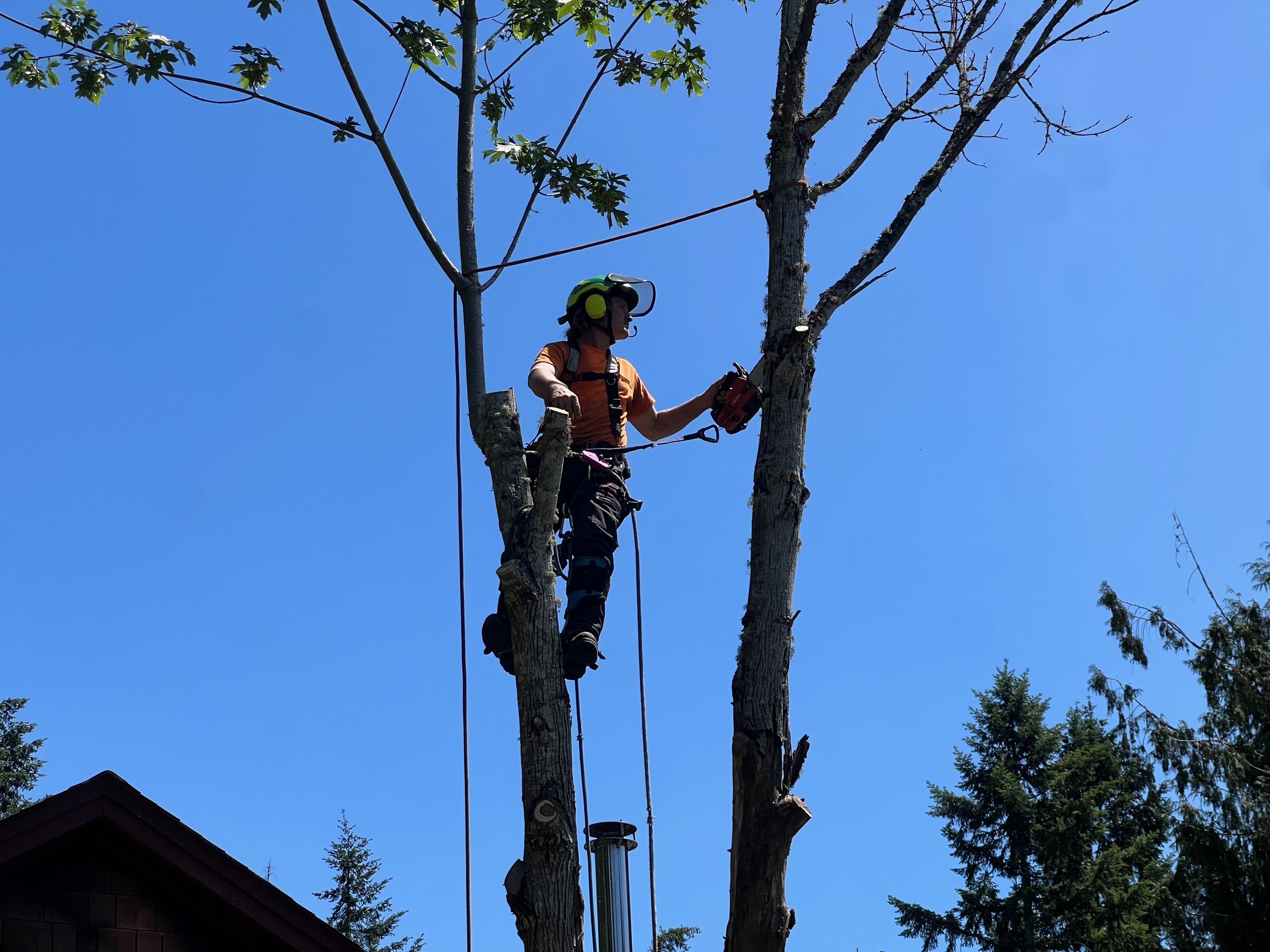 Climber pruning a tree canopy