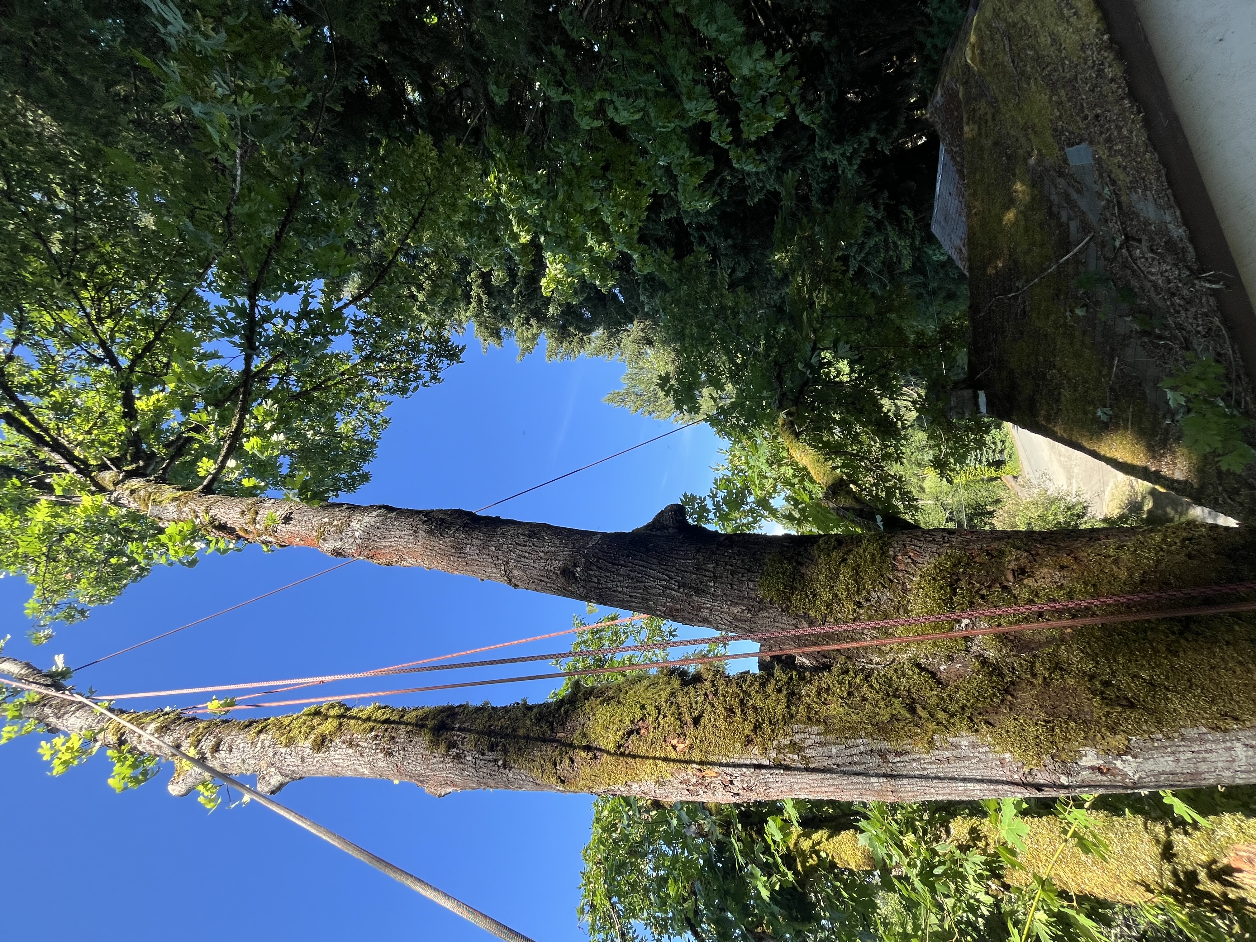 Technical rigging on a hazardous tree removal