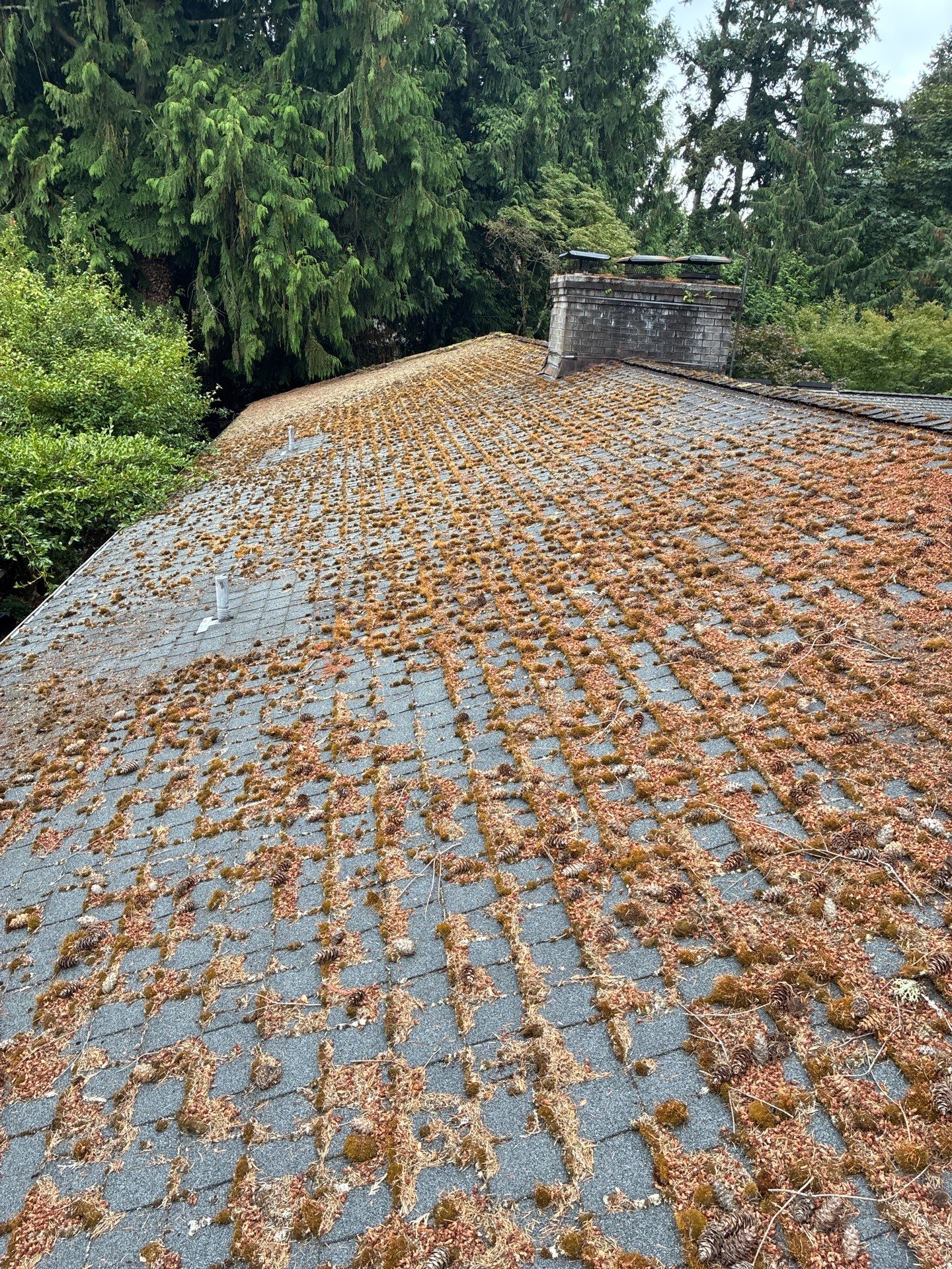Before roof moss removal — heavy moss clusters and pine needle debris covering roof shingles
