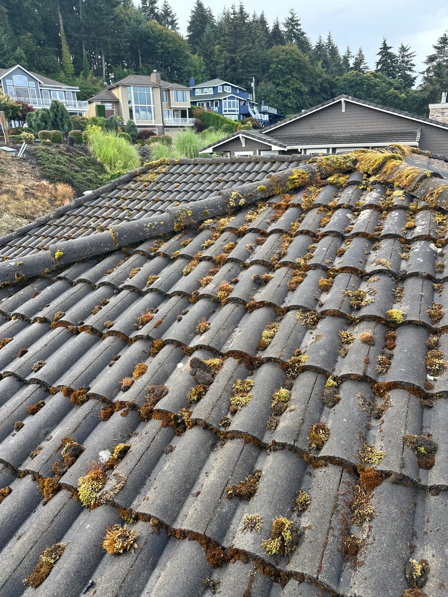 Heavy moss colonies and lichen established across concrete tile roof before maintenance
