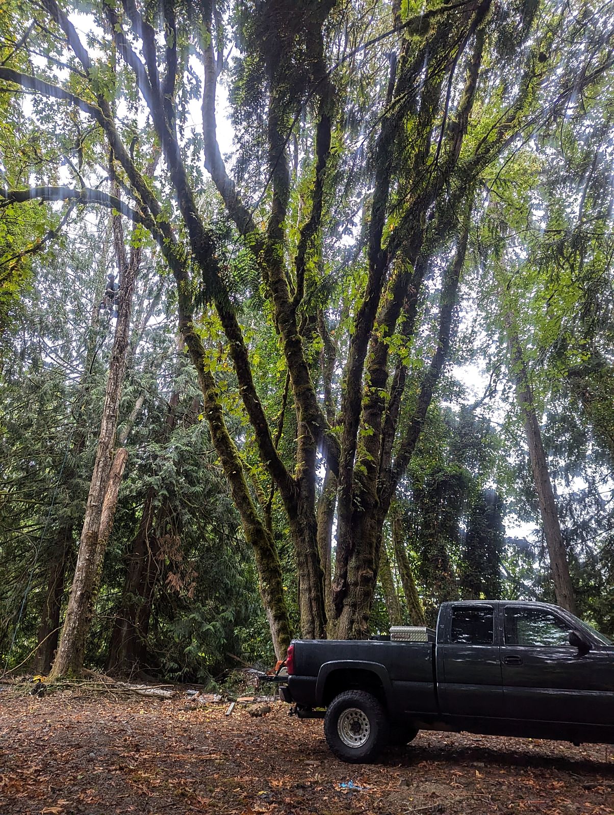 Large moss covered maple with a tree climber in a neighboring tree and a work truck parked below