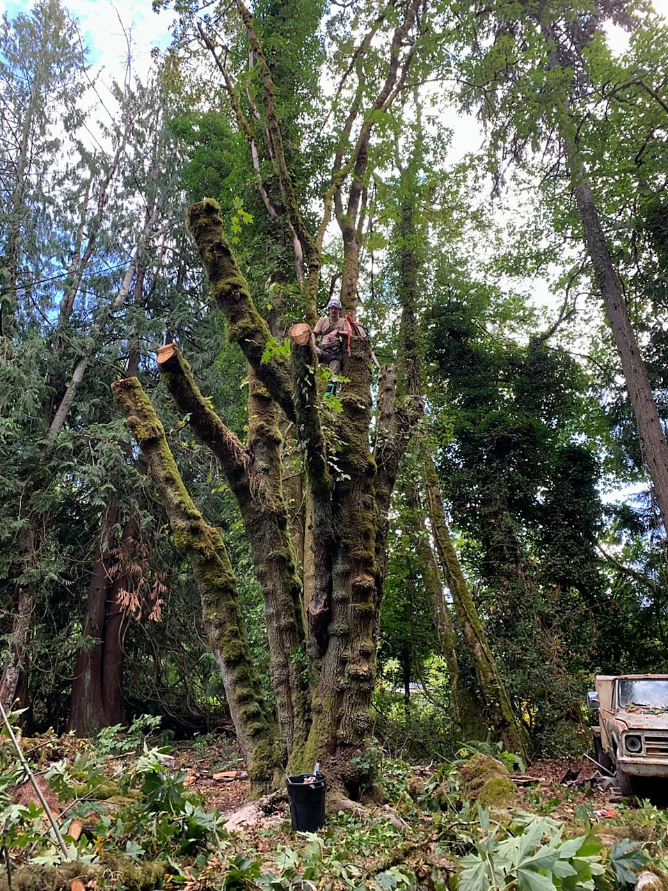Tree climber working high in a moss covered maple with several cut stems