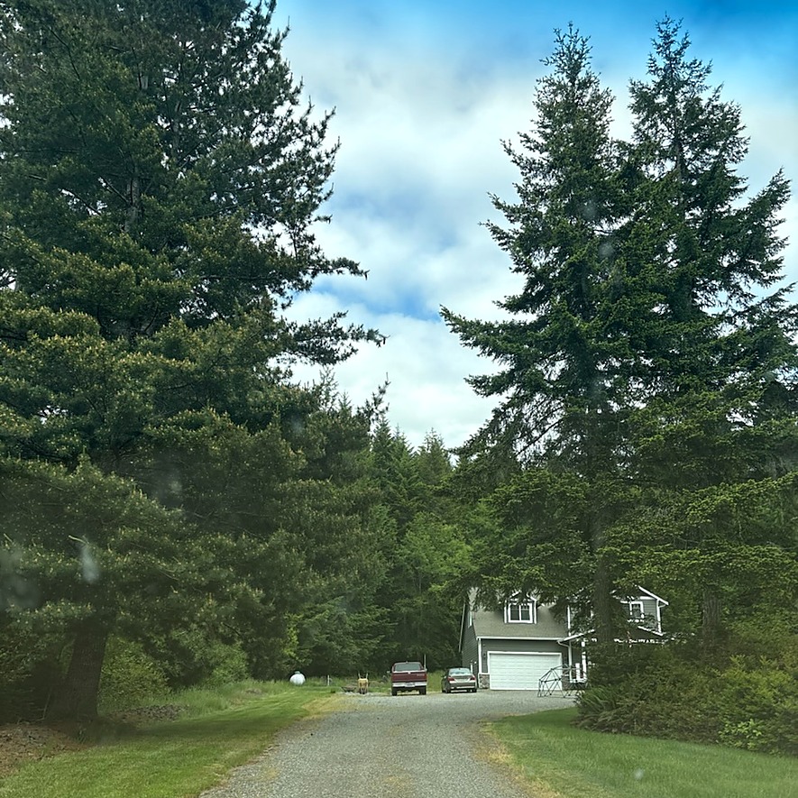 Tall fir trees with low branches lining a gravel driveway
