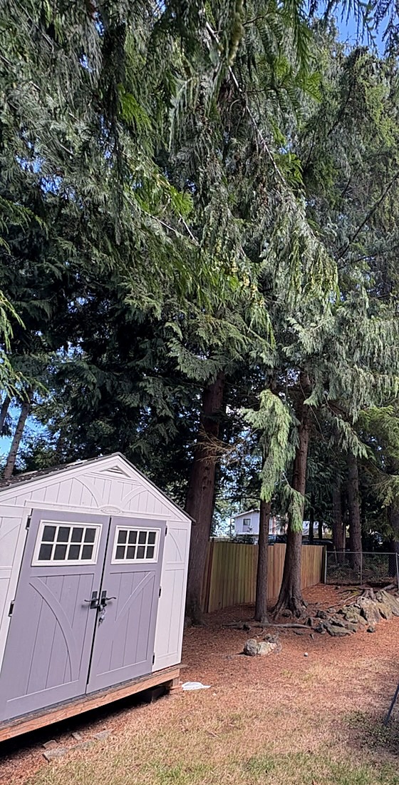 Tall cedar trees behind a backyard shed and fence