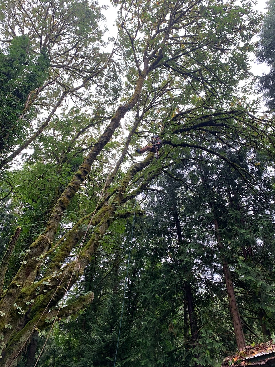 Tree climber roped in high in the canopy of a large maple