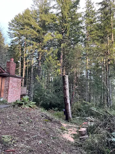 Tall trunk section left standing beside a brick house, with cut rounds and wood chips on the ground