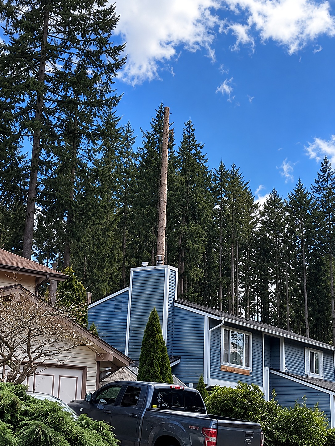 Tall limbed tree trunk rising above a blue two story house partway through removal