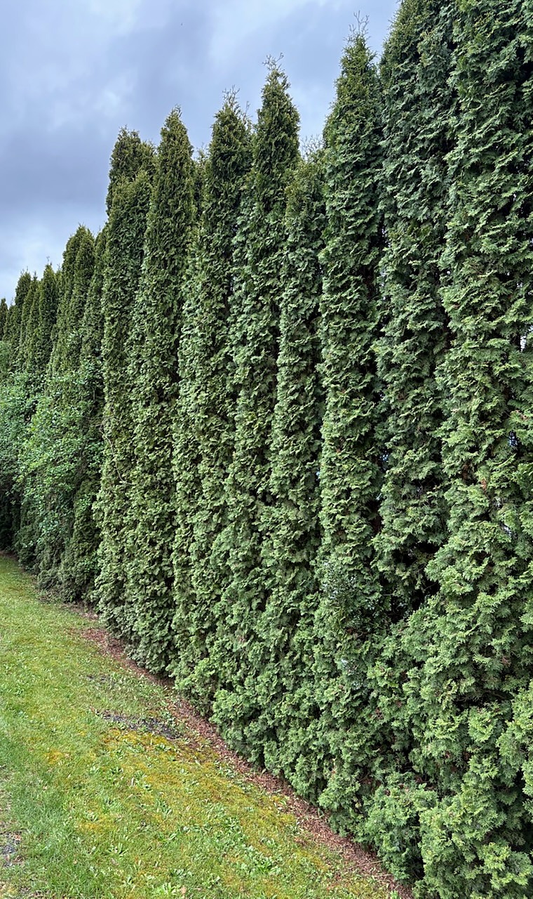 Tall uneven row of arborvitae trees along a lawn
