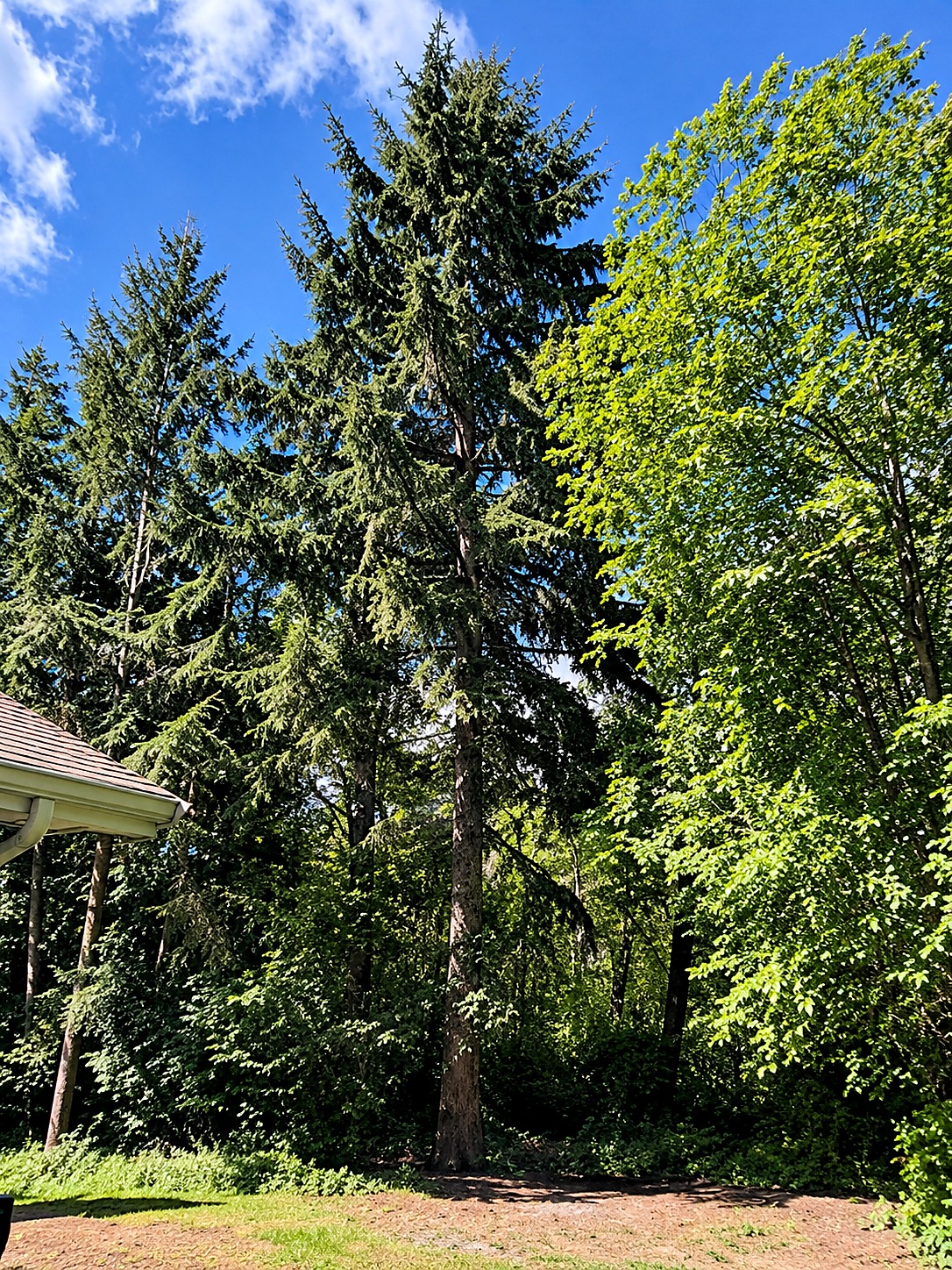 Tall fir tree beside the corner of a house roof on a sunny day