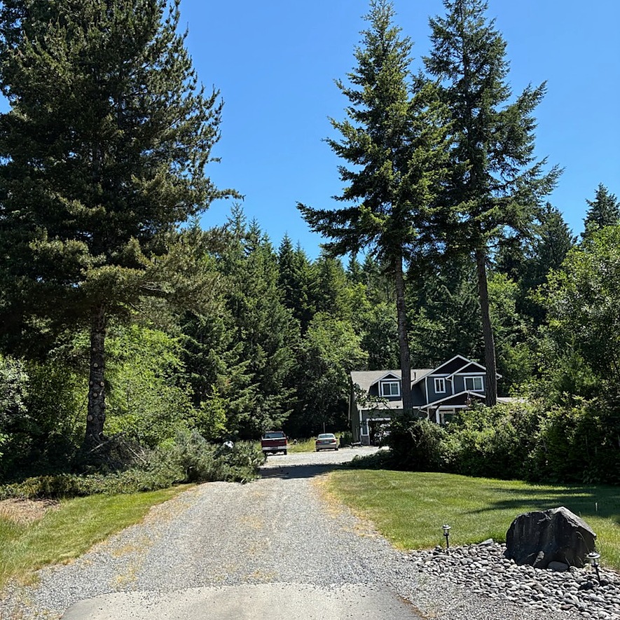The same firs along the driveway with the lower limbs removed