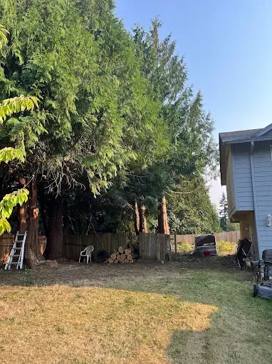 Cut log rounds and sawdust covering a backyard beside a house and deck