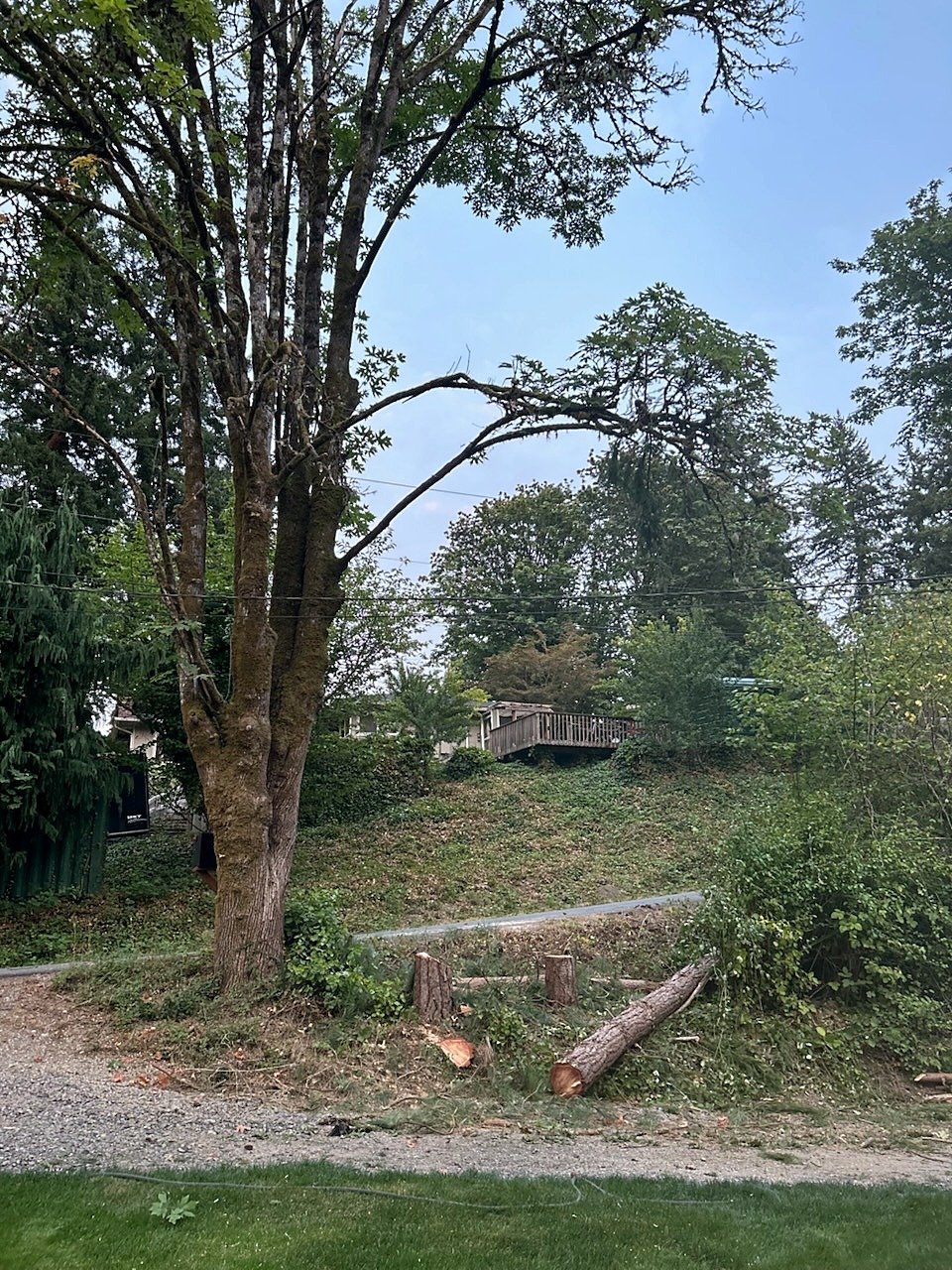 The same spot with the two firs cut down, stumps and a log left beside the maple