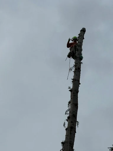 Corey Carter in a helmet and harness at the top of a tree trunk, waving