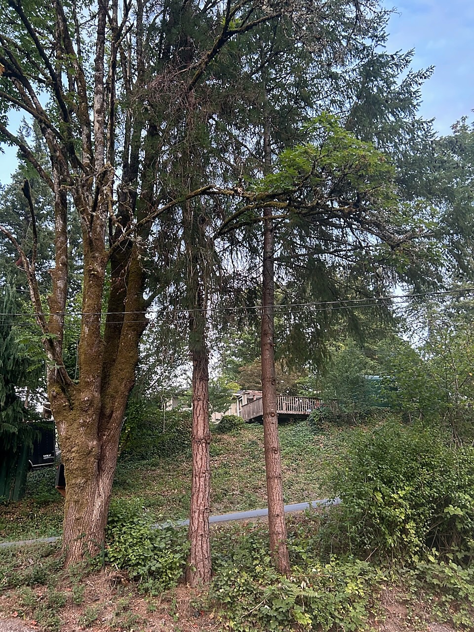 Two tall firs standing between a large maple and a grassy slope