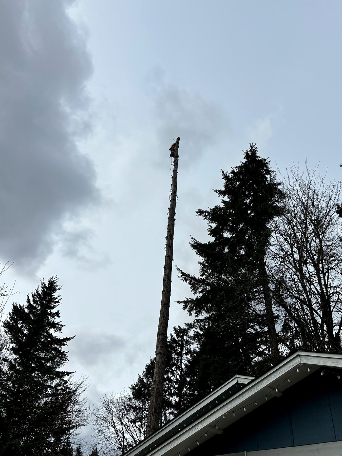 Tree climber at the top of a tall limbed trunk above a house roof