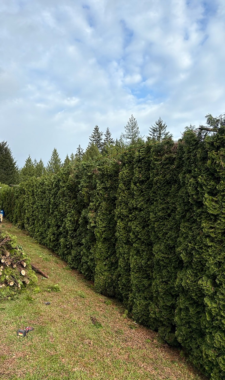 The same arborvitae row trimmed to an even height with the clippings piled nearby