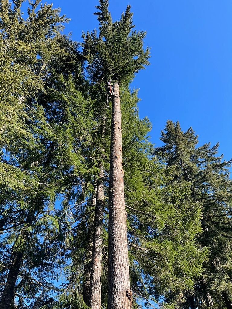Tree climber high on a limbed fir trunk against a clear blue sky