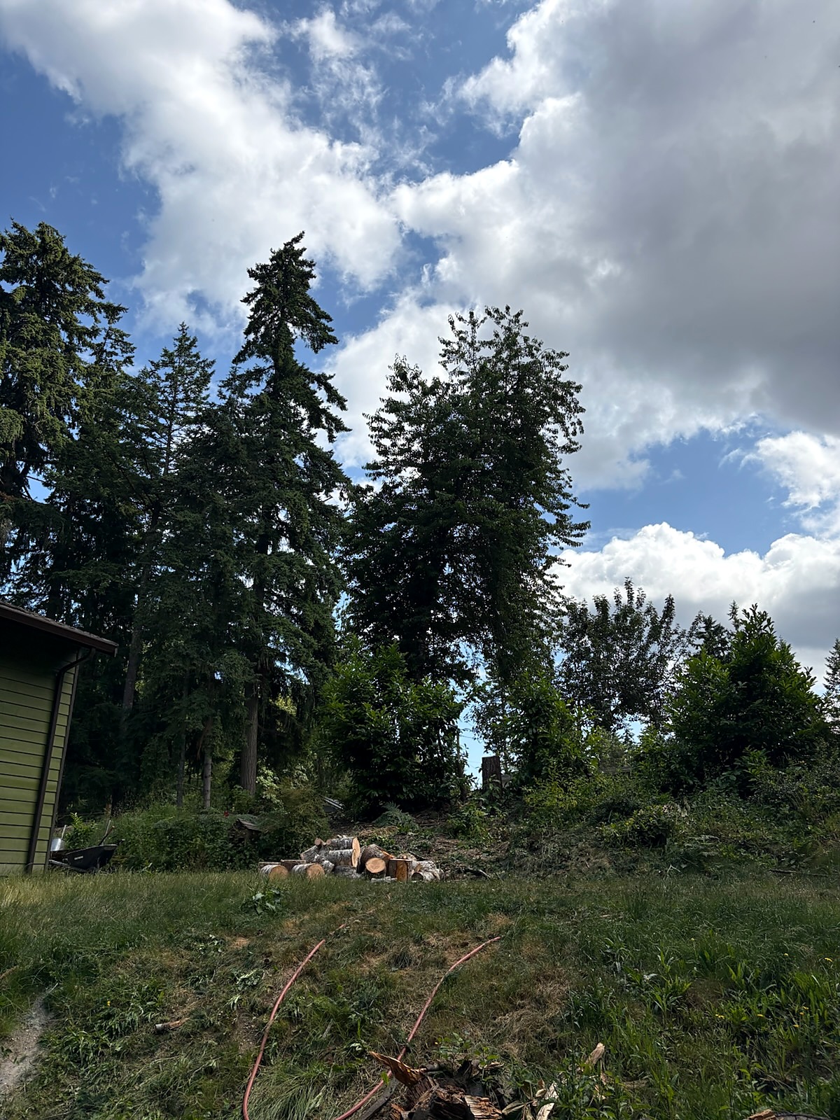 The same yard edge with the white barked tree removed and its rounds stacked on the ground
