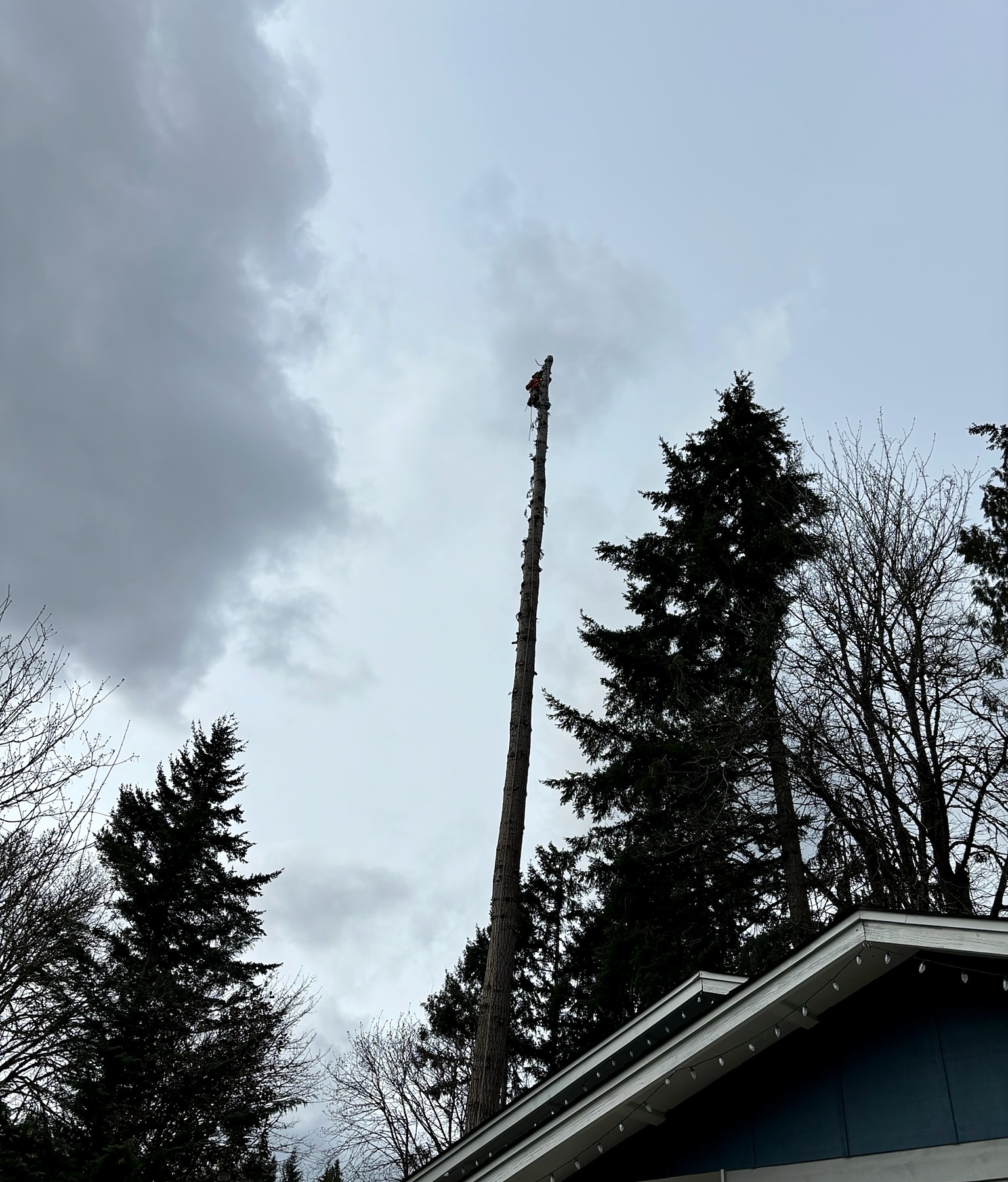 Tree climber at the top of a tall limbed trunk above a house roof