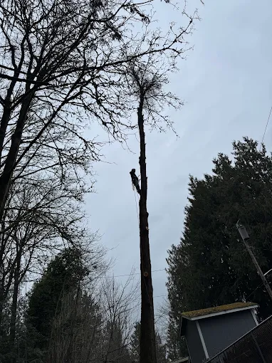 Tree climber working partway up a tall bare trunk against a winter sky