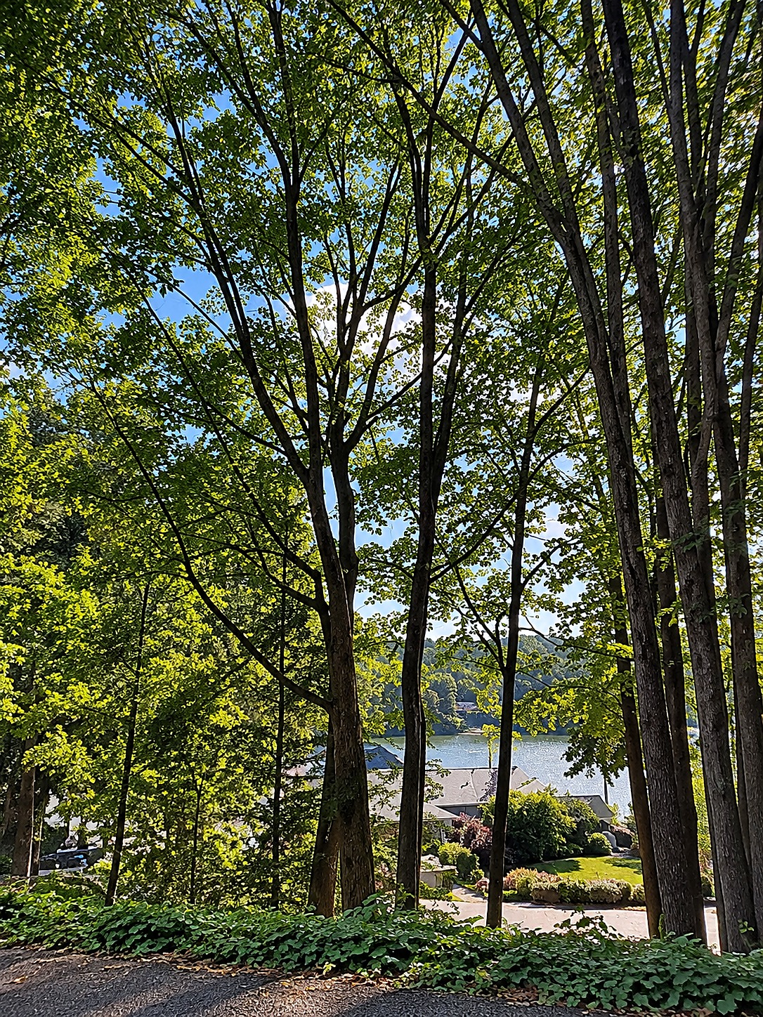 Tall leafy trees blocking most of the lake view from a gravel drive