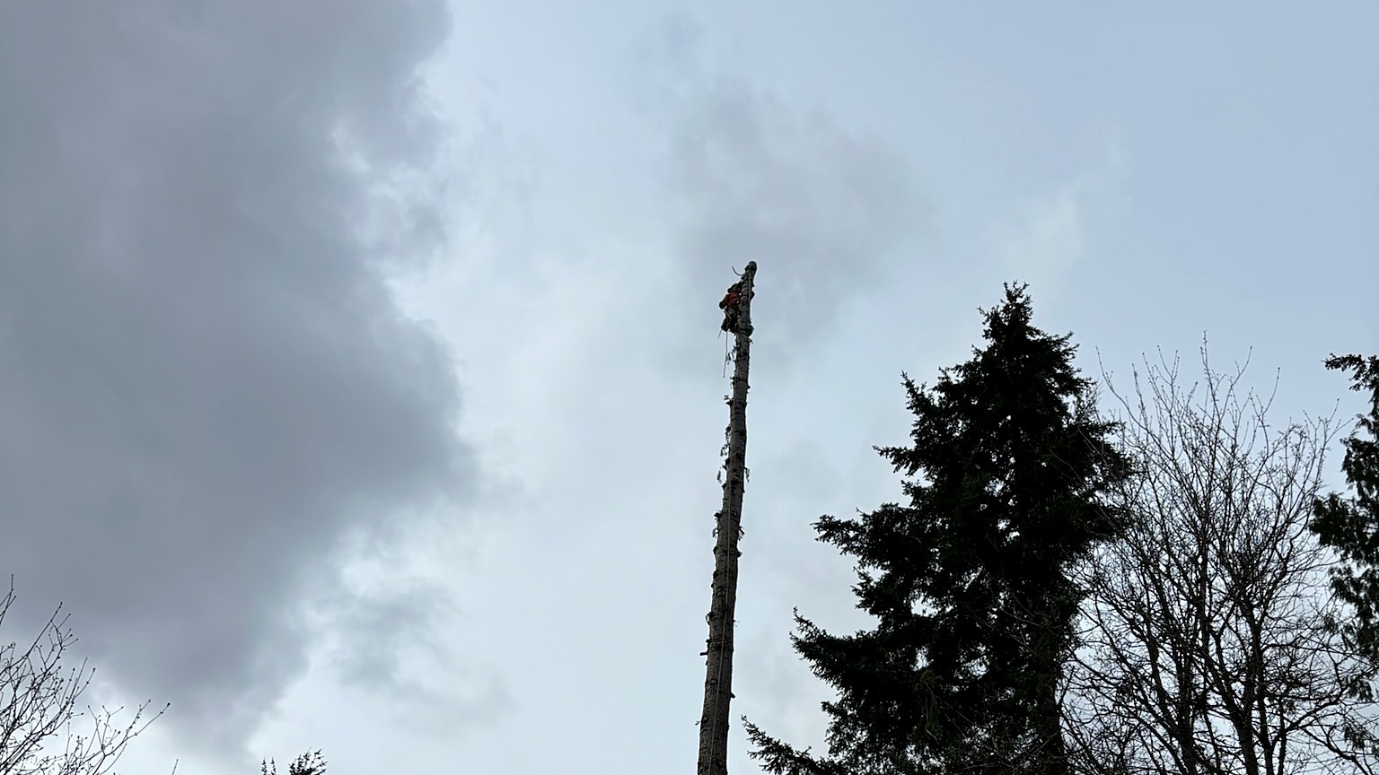 Tree climber at the top of a tall limbed trunk against a cloudy sky