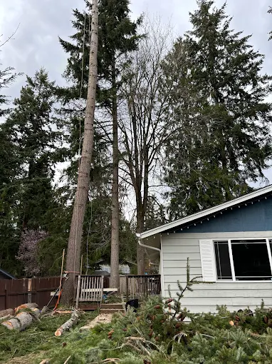 Tall fir trunk partway through removal beside a house, with cut branches covering the ground